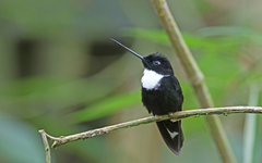 Collared Inca photo 3