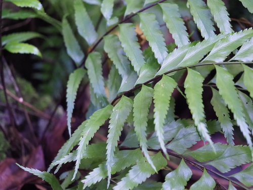 Asplenium polyodon observed 2021-09-28