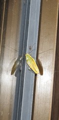 Mediastinia