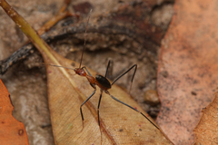 Leptomyrmex varians