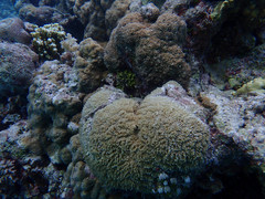 Physogyra lichtensteini