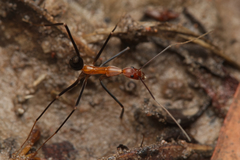 Leptomyrmex varians