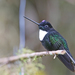 Collared Inca - Photo (c) Christoph Moning, some rights reserved (CC BY)
