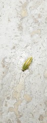 Mediastinia