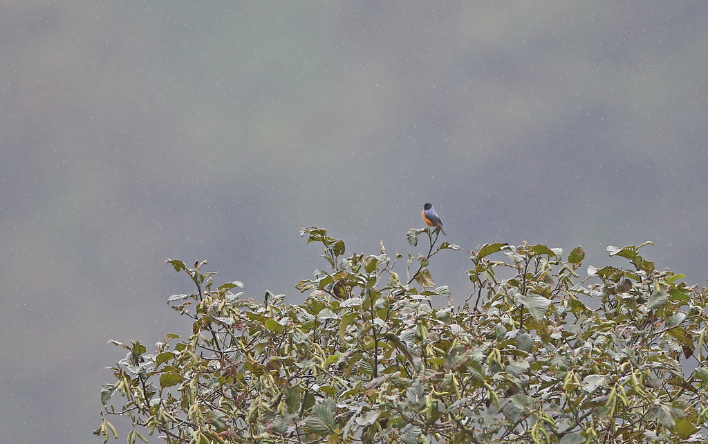 Blue-backed Conebill