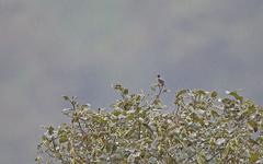 Conirostrum sitticolor