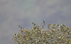 Conirostrum sitticolor