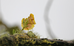 Telipogon hausmannianus