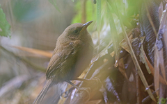 Cinnycerthia unirufa