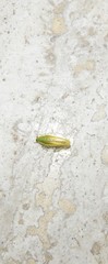 Mediastinia