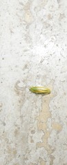Mediastinia