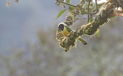 Cyanocorax yncas yncas