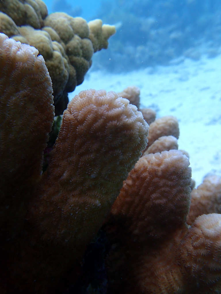 Columniform Crust Coral