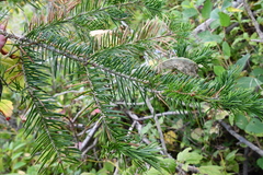 Abies holophylla