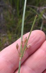 Bulbostylis hispidula pyriformis