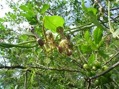 Ceropegia crassifolia