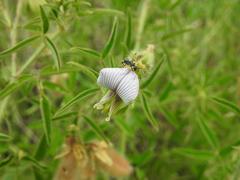 Crotalaria burkeana
