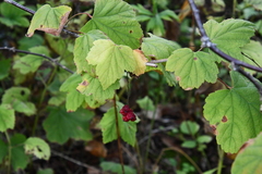 Ribes mandshuricum