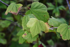 Ribes mandshuricum