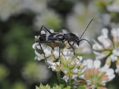 Chlorophorus figuratus