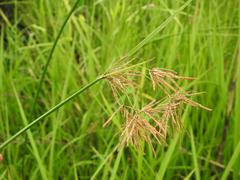 Cyperus articulatus