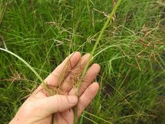 Cyperus distans