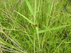 Cyperus melanospermus