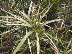 Cyperus sexangularis