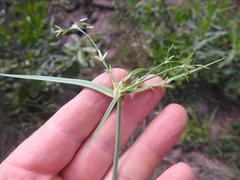 Cyperus tenuispica