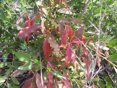 Diospyros mespiliformis