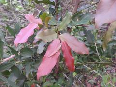 Diospyros mespiliformis