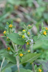 Sigesbeckia orientalis