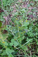 Sigesbeckia orientalis
