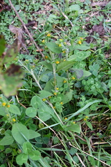 Sigesbeckia orientalis
