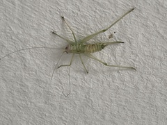 Entomophaga grylli