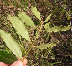 Euclea natalensis natalensis