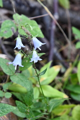 Adenophora divaricata