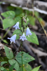 Adenophora divaricata