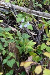 Adenophora divaricata