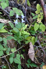 Adenophora divaricata