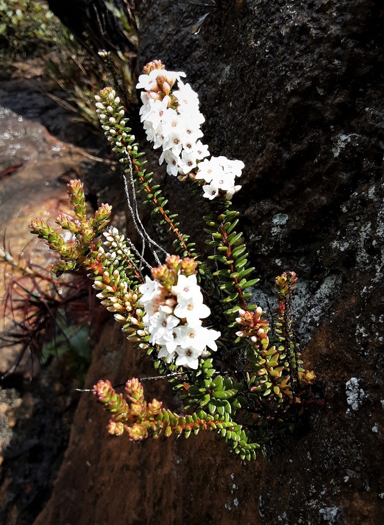 Epacris muelleri