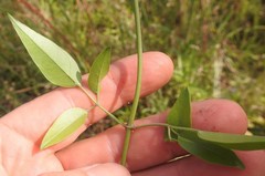 Jasminum multipartitum