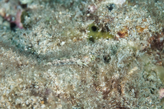Synchiropus rosulentus