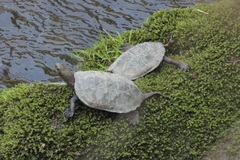 Mauremys japonica