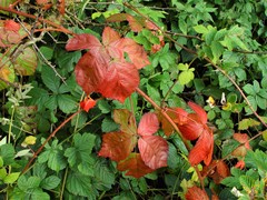 Rubus eboracensis