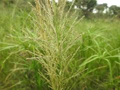 Leptochloa panicea