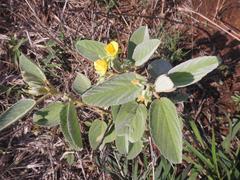 Melhania forbesii