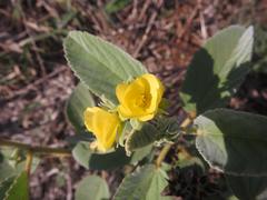Melhania forbesii