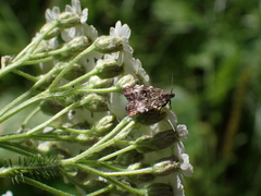 Choreutis diana