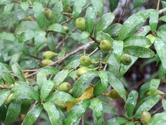 Ficus pyriformis